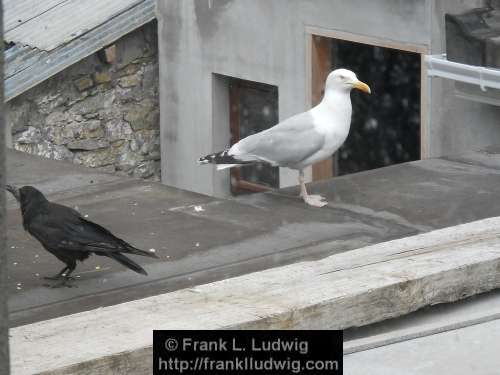 Upon the Roof